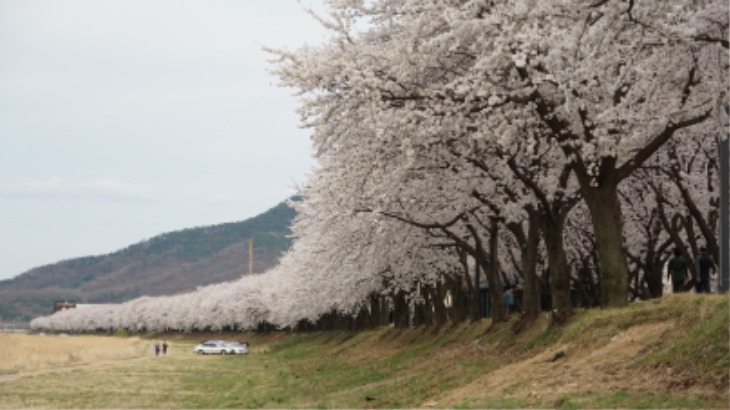 [산림녹지과]봄의 전령, 벚꽃으로 북천을 수놓다2.JPG