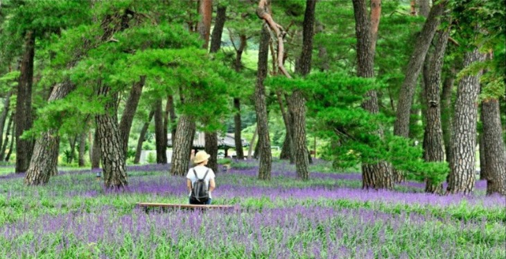 0805-3[화북면]상오소나무숲 맥문동, 4년 만에 보랏빛 융단같이 꽃 피우다3.jpg