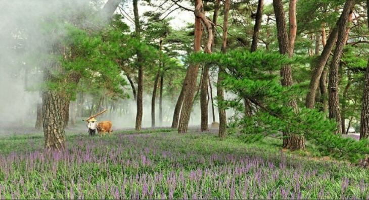 0805-3[화북면]상오소나무숲 맥문동, 4년 만에 보랏빛 융단같이 꽃 피우다1.jpg