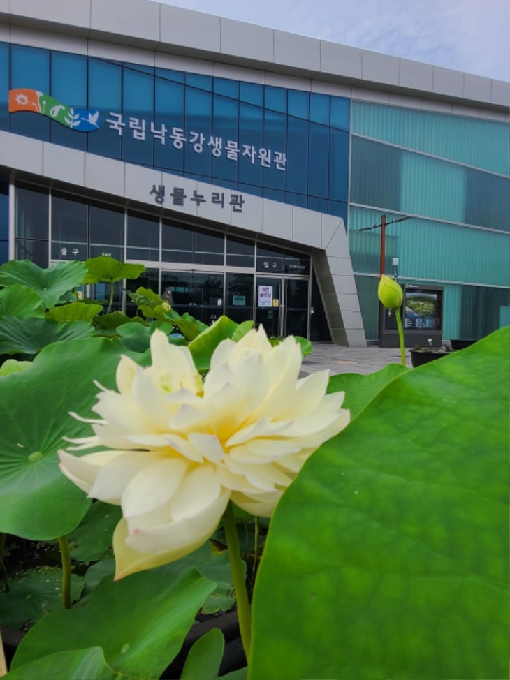 0814-20국립낙동강생물자원관 아름다운 물의 꽃‘연과 수련’특별 전시 개최1.jpeg