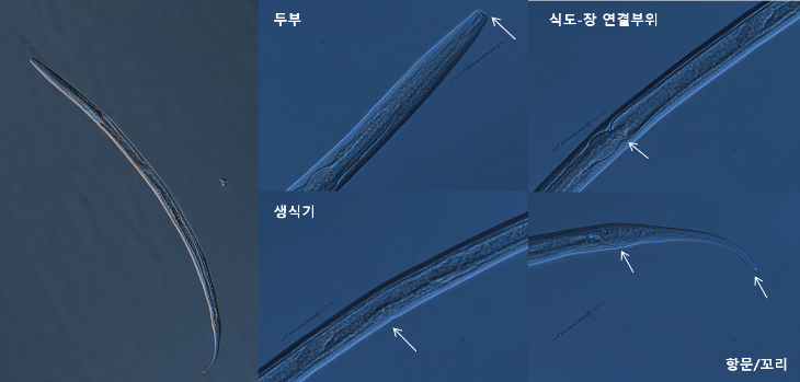 0827-10선형동물 미기록종 9종 발견생물지표종으로 활용 기대2. 직각꼬리감공선충(Plectus aquatilis).png