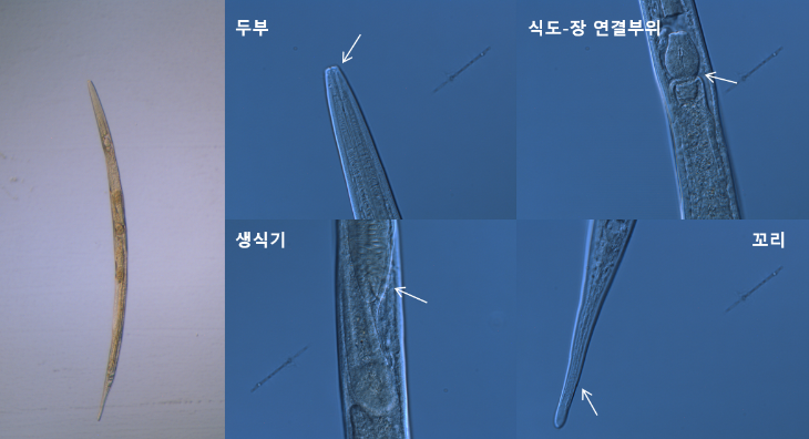 0827-10선형동물 미기록종 9종 발견생물지표종으로 활용 기대3. 긴꼬리감공선충(Plectus cirratus).png