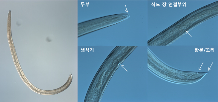 0827-10선형동물 미기록종 9종 발견생물지표종으로 활용 기대4. 도리라이모이데수 엘레강스(Dorylaimoides elegans).png