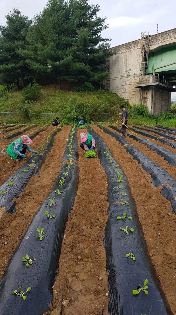 0903-7사벌국면 새마을부녀회 사랑의 김장배추 심어.jpg